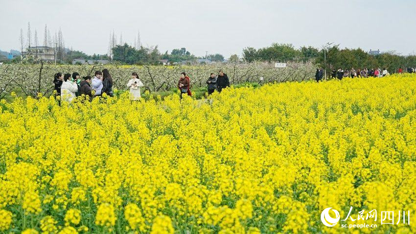 游人們漫步花海間。崔宗喜攝