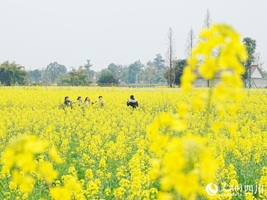 游人們漫步花海拍照打卡。崔宗喜攝