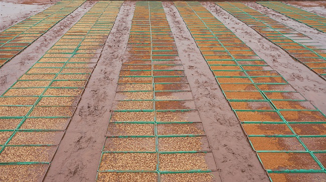 機(jī)插秧育秧現(xiàn)場。徐振宇供圖