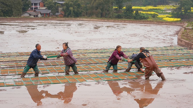 機插秧育秧現(xiàn)場。徐振宇供圖