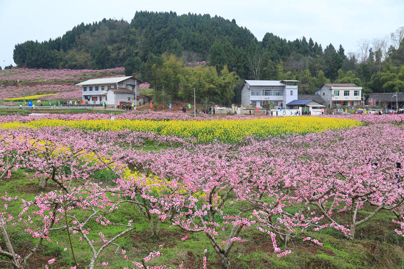 保石鎮(zhèn)第四屆賞花季。受訪者供圖