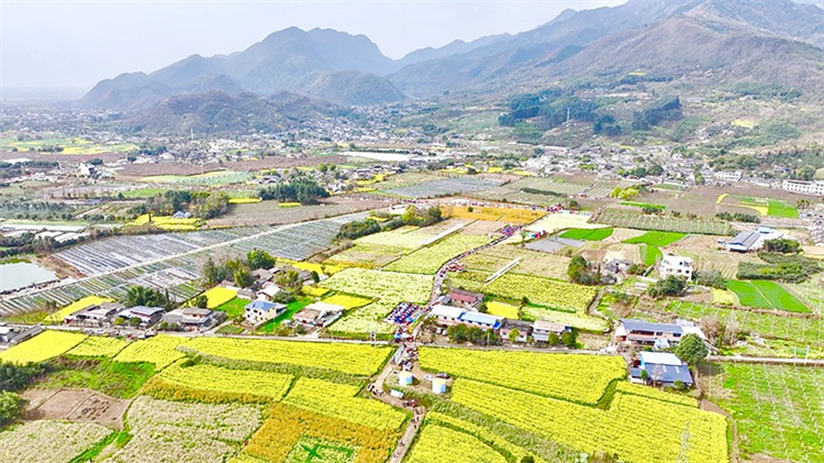 清泉村五顏六色的花海。綿竹市融媒體中心供圖