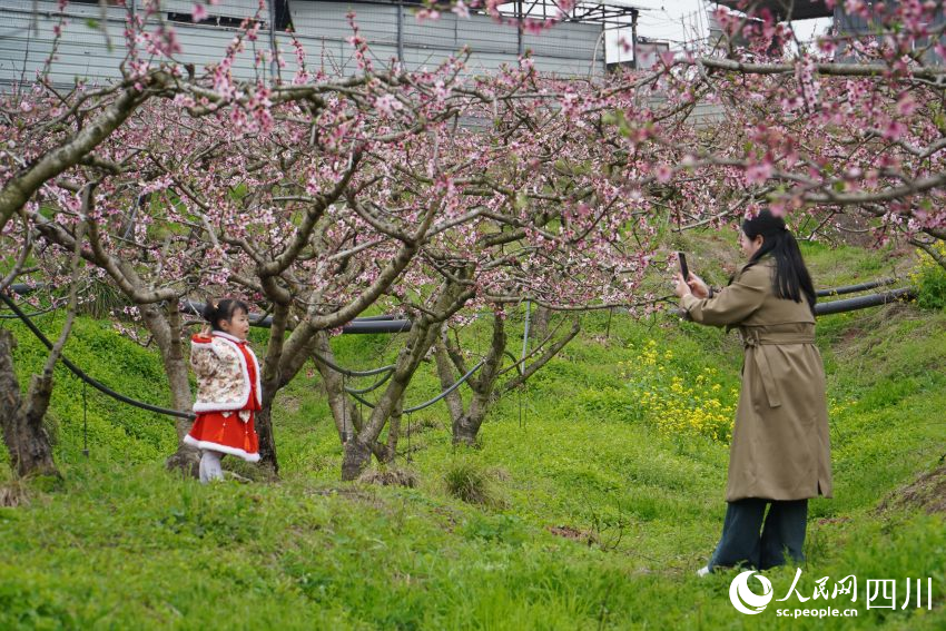 3月21日，四川天府新區(qū)眉山片區(qū)貴平鎮(zhèn)龍江村桃花次第開放，游客在桃花林游玩賞花。人民網(wǎng) 趙祖樂攝
