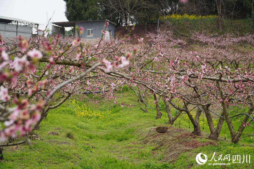 3月21日，四川天府新區(qū)眉山片區(qū)貴平鎮(zhèn)龍江村桃花次第開(kāi)放。人民網(wǎng) 趙祖樂(lè)攝