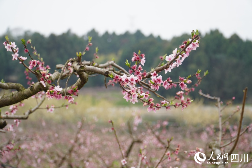 四川天府新區(qū)眉山片區(qū)貴平鎮(zhèn)龍江村桃花次第開放。人民網(wǎng) 趙祖樂(lè)攝