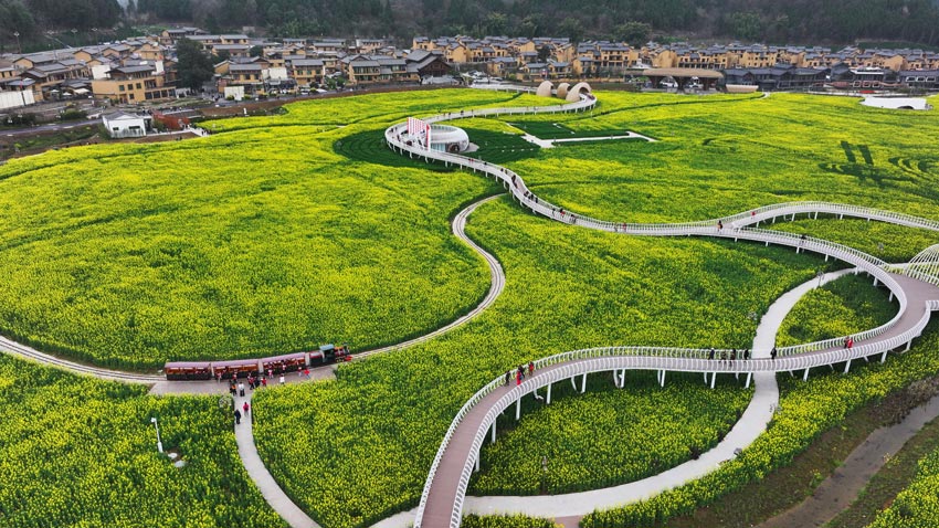 中江縣掛面村油菜花海。肖開豐攝