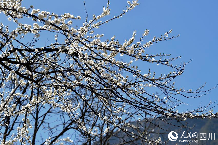 綻放的梨花。人民網(wǎng)記者 朱虹攝