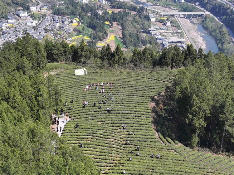 茶農(nóng)在茶園采茶。