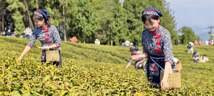 游客體驗采茶。