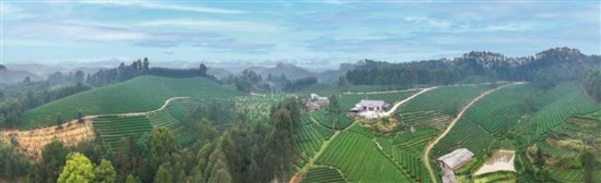 西龍鎮(zhèn)新農(nóng)村茶園。古良駒攝