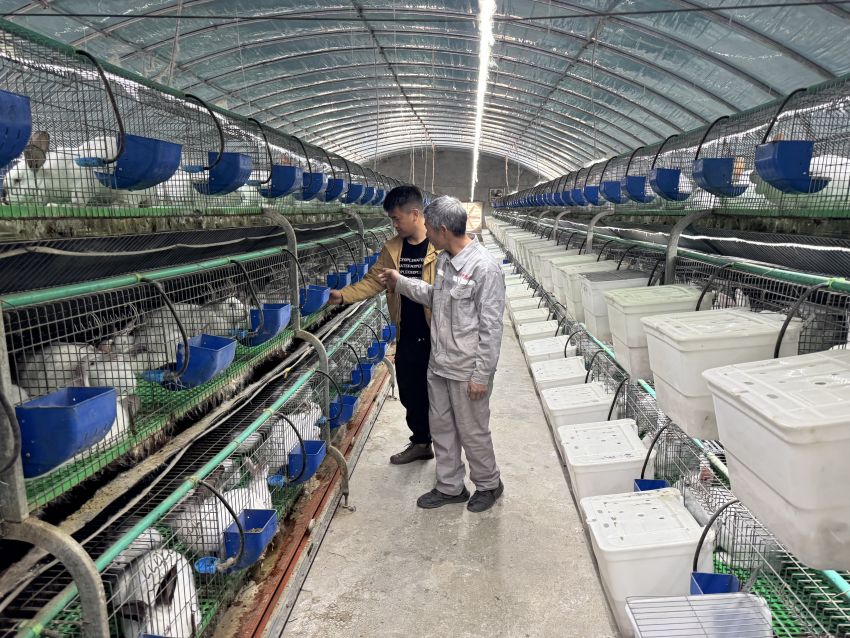 通過自動化養(yǎng)殖的金希兔場。德昌縣委宣傳部供圖