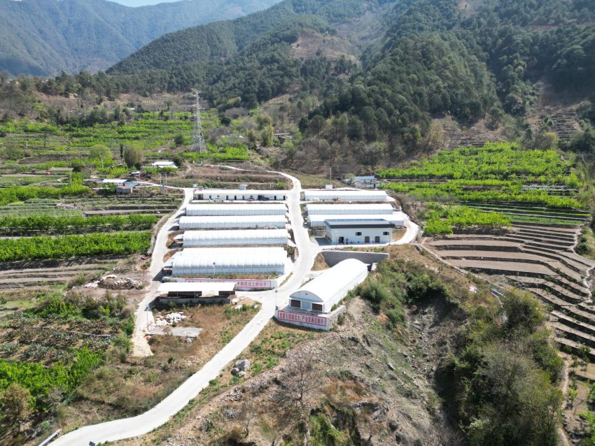 金沙傈僳族鄉(xiāng)金希兔場。德昌縣委宣傳部供圖