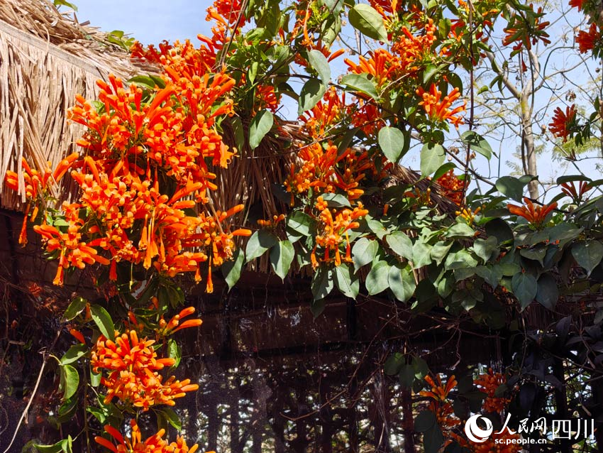 火紅的爆仗花，活力的“白頭發(fā)”。 人民網(wǎng)記者 劉海天攝