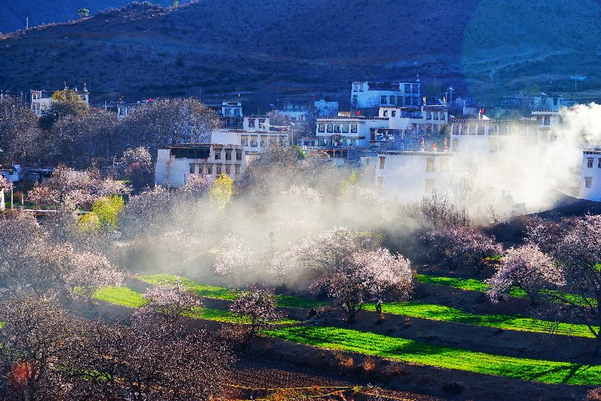 得榮縣桃花美景。得榮縣委宣傳部供圖