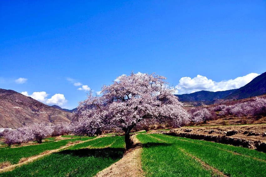 得榮縣桃花美景。得榮縣委宣傳部供圖