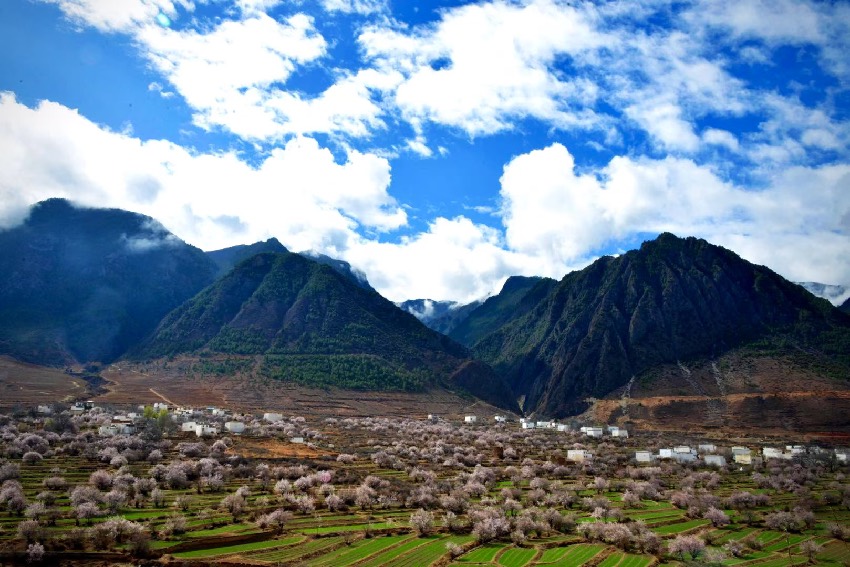 得榮縣桃花美景。得榮縣委宣傳部供圖