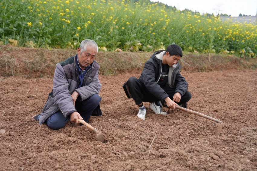 劉加松帶著劉晨瑞在田間勞作。中江縣委宣傳部供圖