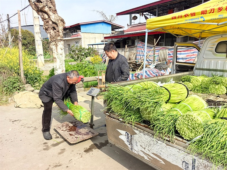 菜農(nóng)正在賣蒜薹。綿竹市融媒體中心供圖