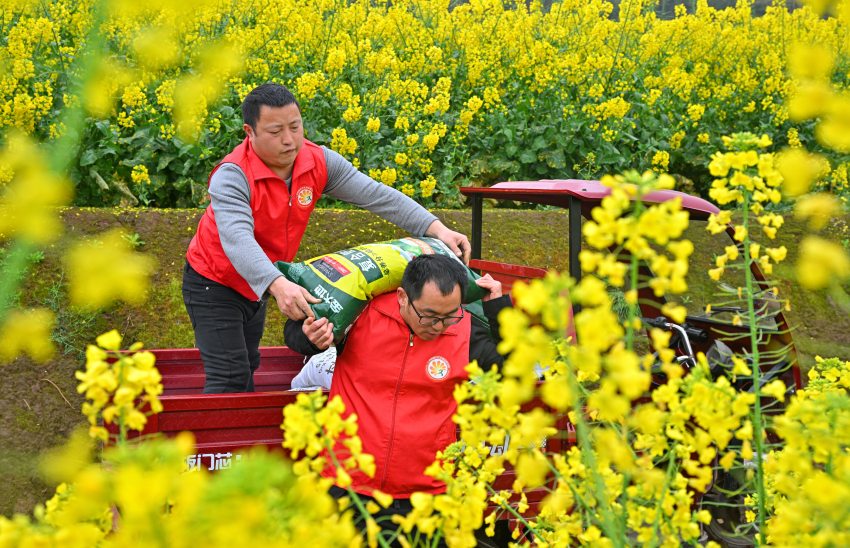 仁壽縣板橋鎮(zhèn)青龍社區(qū)黨員志愿者正在為缺勞戶搬運代購的化肥。仁壽縣委宣傳部供圖
