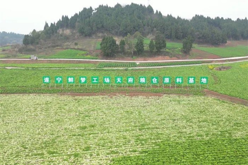 長五村高標(biāo)準(zhǔn)農(nóng)田改造后。遂寧經(jīng)開區(qū)委宣傳部供圖