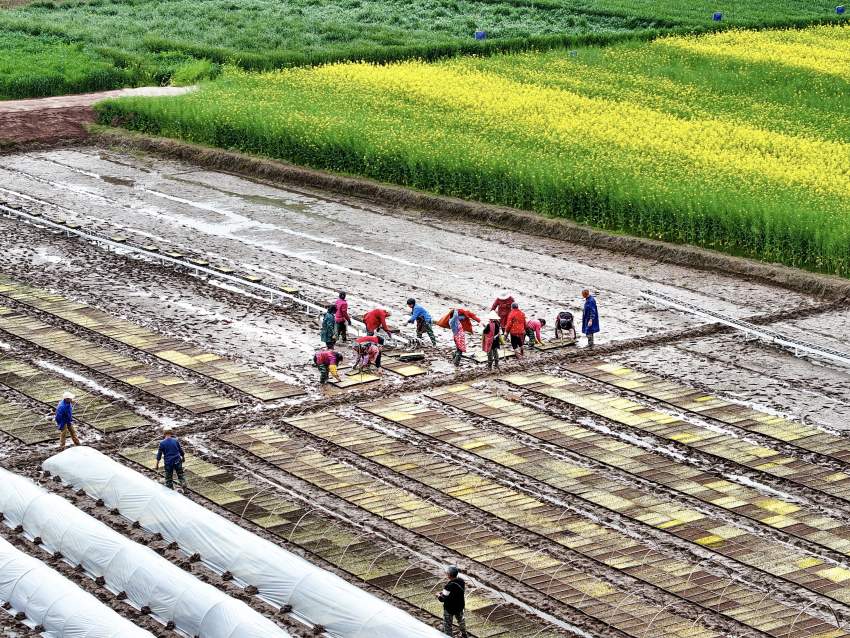 開江縣普安鎮(zhèn)筒車鋪村村民們上下齊心協(xié)力，為新一年的農(nóng)業(yè)豐收鉚足干勁。肖詩斌攝