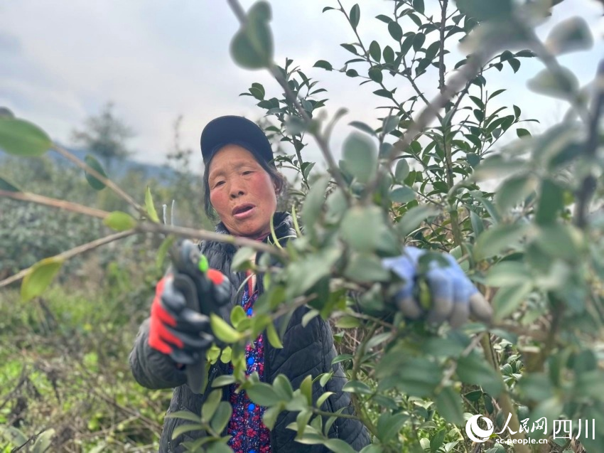 修剪油茶樹枝條。陳燁攝