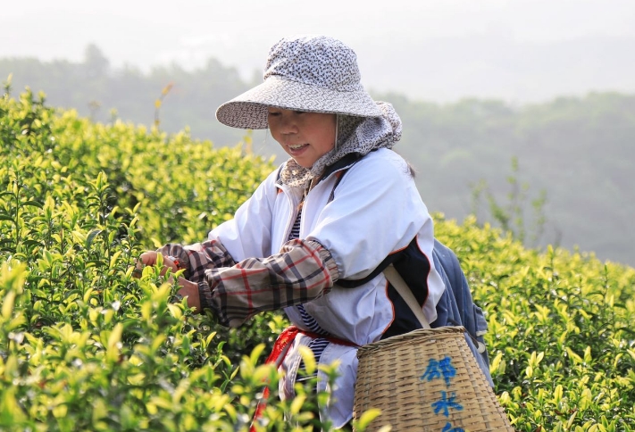 工人正在采摘鄰水白茶