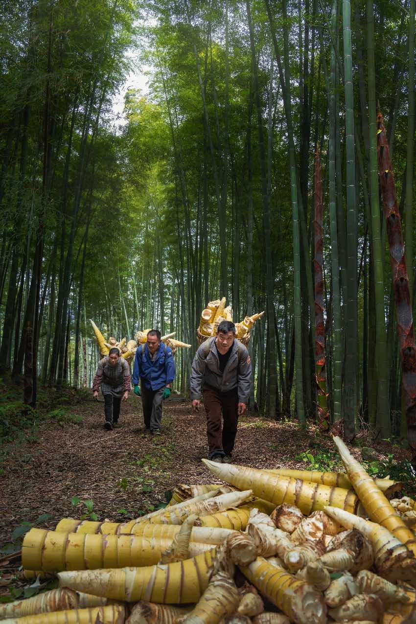 竹農(nóng)豐收。長(zhǎng)寧縣林竹局供圖
