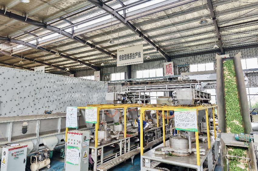 筠連茶業(yè)有限責(zé)任公司鮮葉加工。企業(yè)供圖