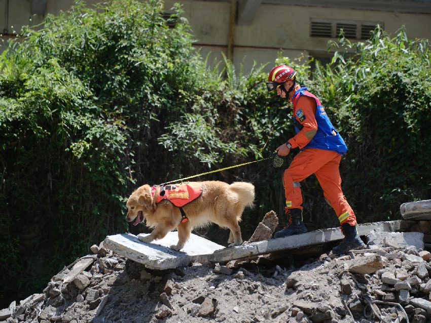 5月12日，雅安石棉，四川省森林消防總隊特勤大隊訓導員攜帶搜救犬對“被埋人員”進行搜索。 程雪力攝