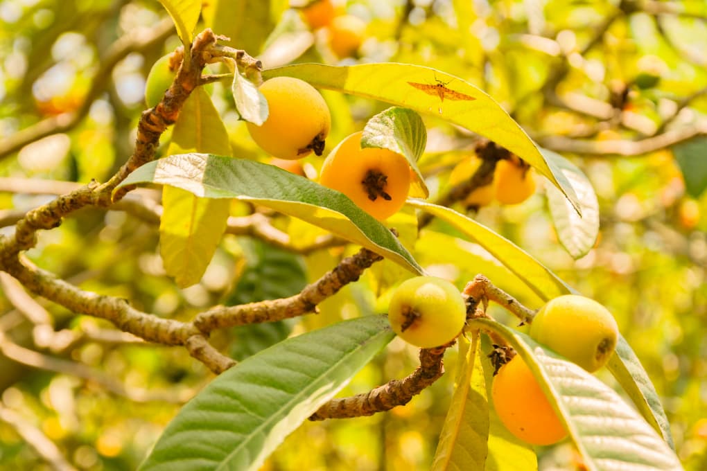 金黃果實掛滿枝頭。四川科技職業(yè)學(xué)院供圖