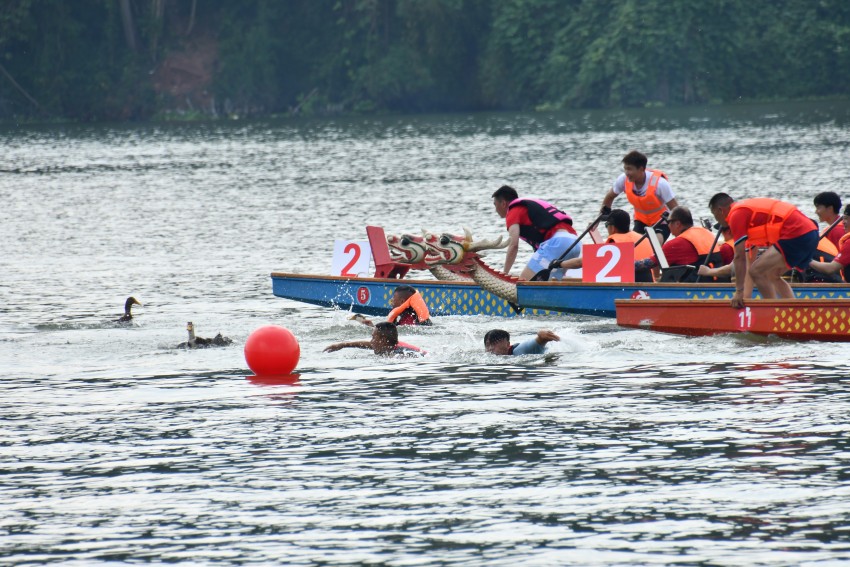 龍舟選手代表們爭先恐后搶鴨子。肖瑤攝
