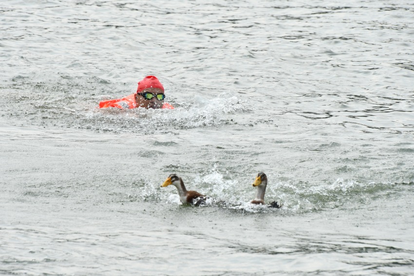 龍舟選手代表下水搶鴨子。肖瑤攝