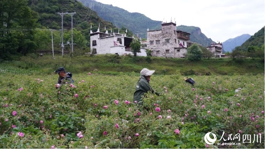 村民們正在采摘大馬士革玫瑰。李春宏攝
