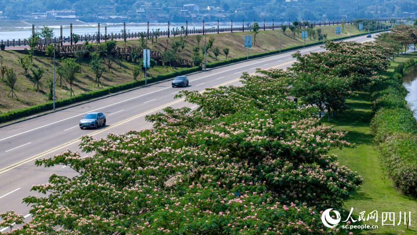 合歡花開，扮靚城市。人民網(wǎng) 趙祖樂攝