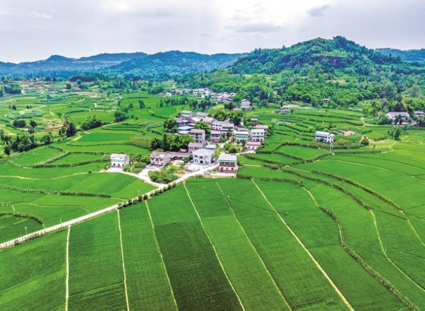 6月20日，廣安區(qū)花橋鎮(zhèn)花橋村稻田、道路、村落交相輝映，構(gòu)成一幅美麗的夏日鄉(xiāng)村生態(tài)畫(huà)卷。近年來(lái)，廣安區(qū)大力推進(jìn)鄉(xiāng)村振興戰(zhàn)略，加強(qiáng)生態(tài)鄉(xiāng)村規(guī)劃建設(shè)，完善基礎(chǔ)配套設(shè)施，持續(xù)優(yōu)化人居環(huán)境，打造宜居宜業(yè)的美麗鄉(xiāng)村。（張國(guó)盛攝）