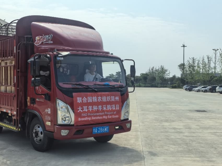 簡州大耳羊種羊運輸途中。成都市農(nóng)業(yè)農(nóng)村局供圖