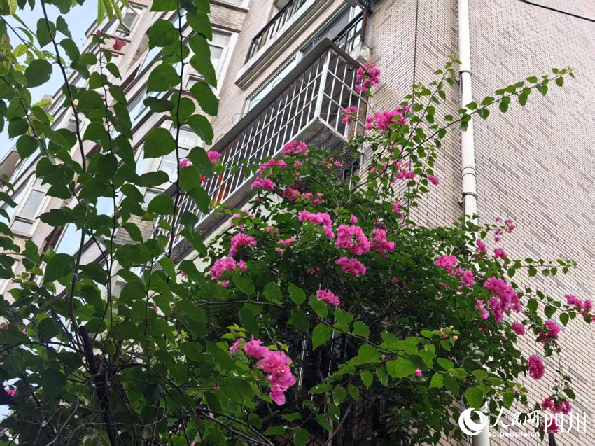 鮮花處處妝點(diǎn)成都。人民網(wǎng)記者 劉海天攝
