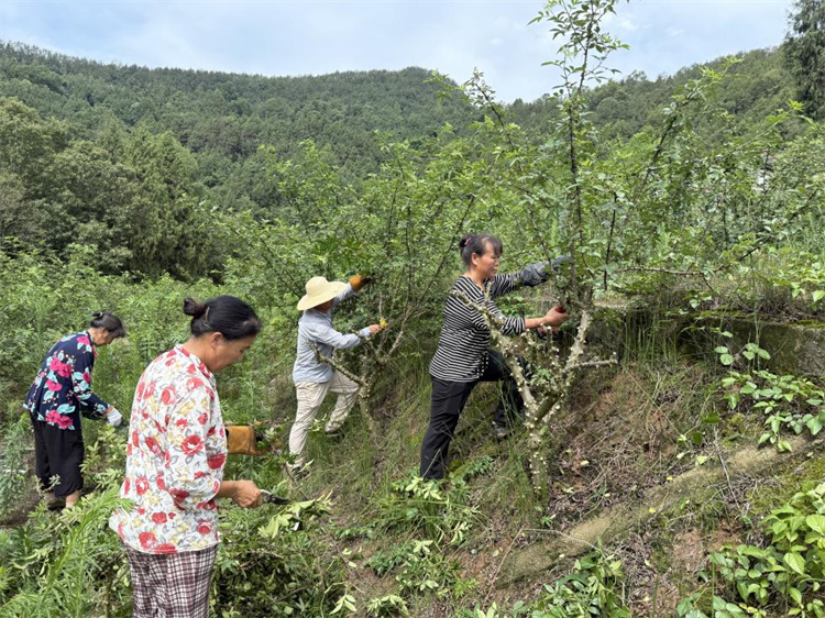 采摘花椒。蒼溪縣融媒體中心供圖
