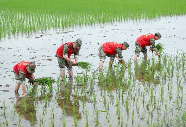 華鎣市“思源紅”退役軍人志愿服務(wù)隊(duì)幫助農(nóng)戶完成了插秧。華鎣市退役軍人事務(wù)局供圖