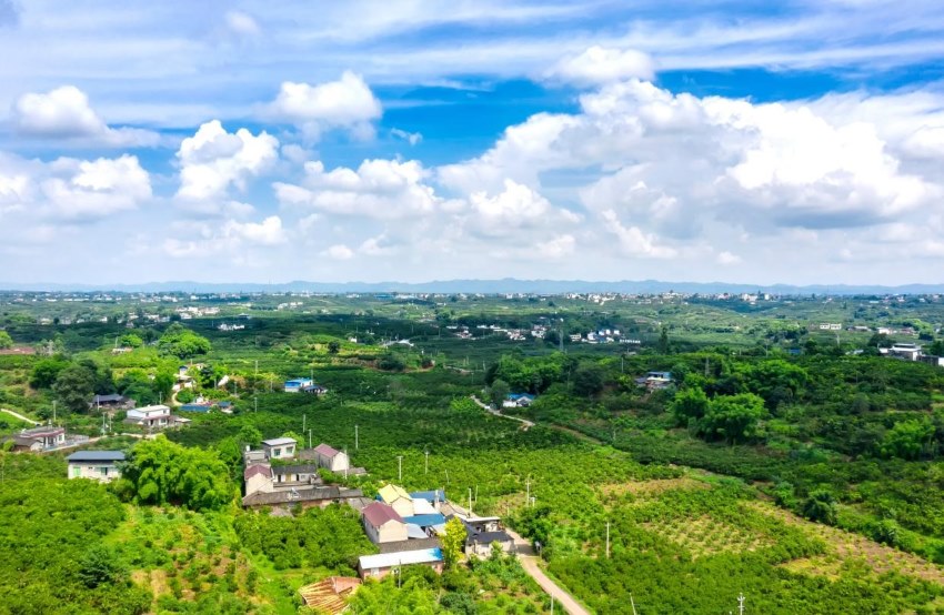 黃豐鎮(zhèn)萬畝柑橘園。黃豐鎮(zhèn)供圖