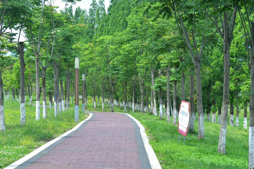 龍吟灘濕地公園健康步道。何鑫攝