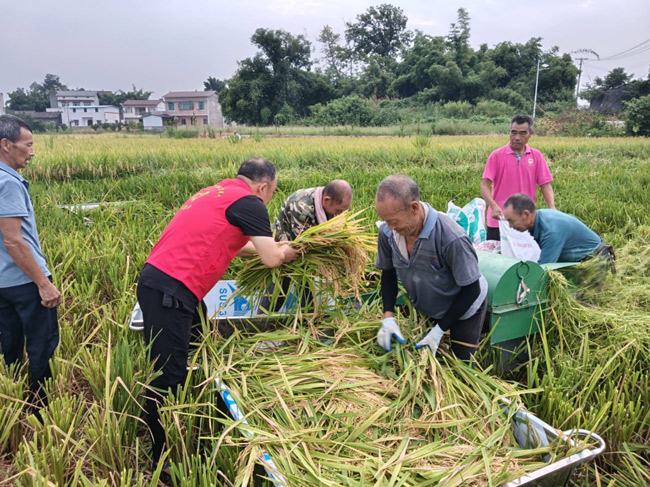 志愿服務(wù)隊協(xié)同村民一起收谷。富順縣退役軍人事務(wù)局供圖
