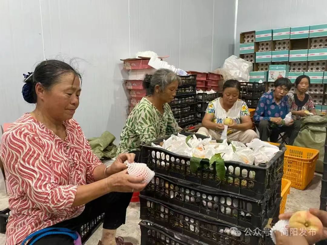 工人們細(xì)致分揀晚白桃。簡陽市融媒體中心供圖