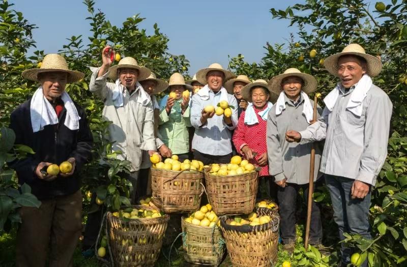安岳石橋街道村民檸檬豐收喜悅。吳坤忠攝