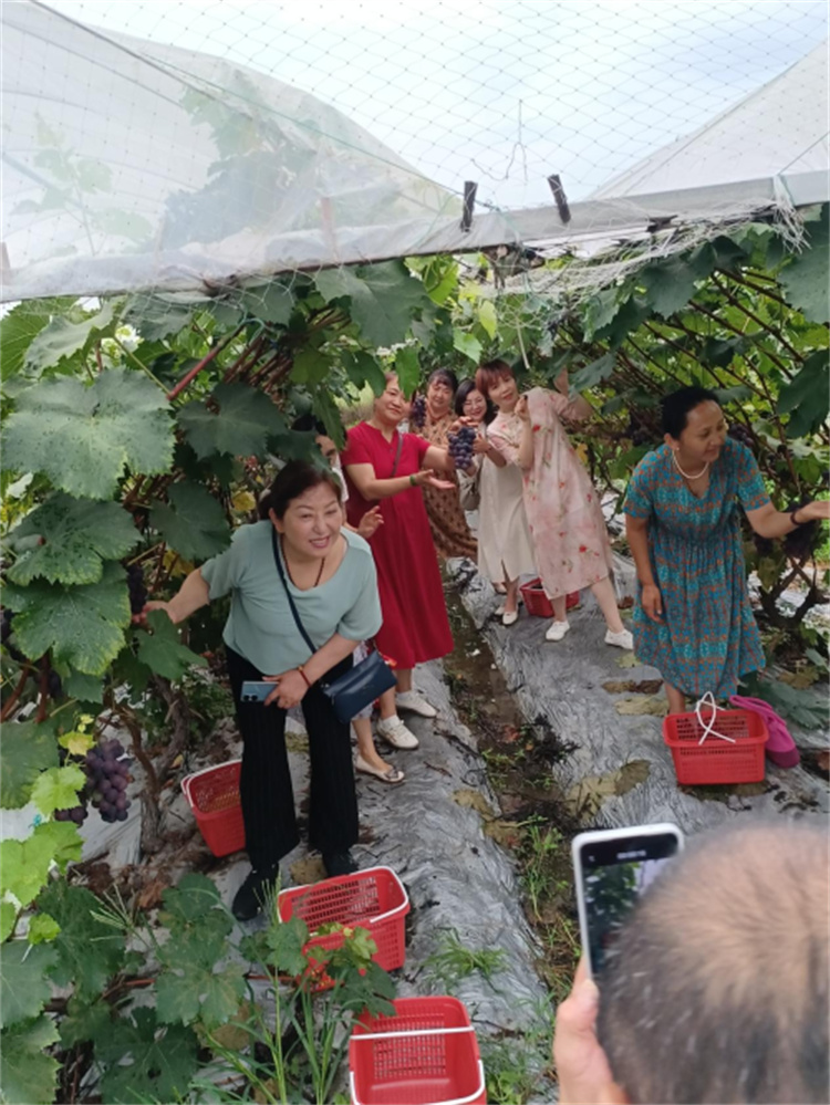 游客在葡萄園采摘葡萄。趙紫妍供圖