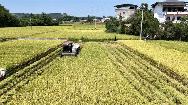 鄰水縣豐禾鎮(zhèn)勝利村水稻正在收割。向富榆攝