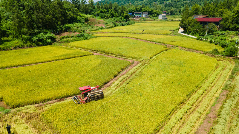 前鋒區(qū)觀塘鎮(zhèn)蓮花村水稻水稻正在收割。向富榆攝