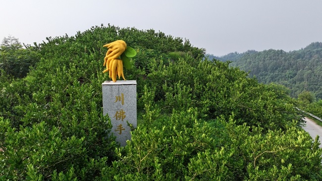 榮縣新橋川佛手產(chǎn)業(yè)園。徐振宇供圖