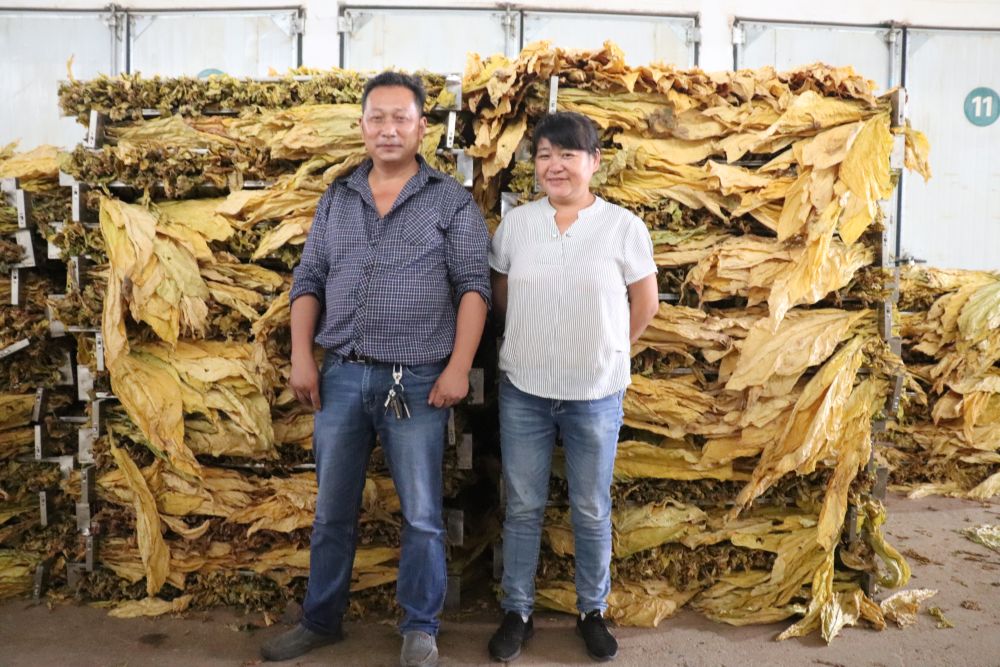 煙農(nóng)收獲剛烤好的烤煙。劍閣縣煙草專賣局供圖